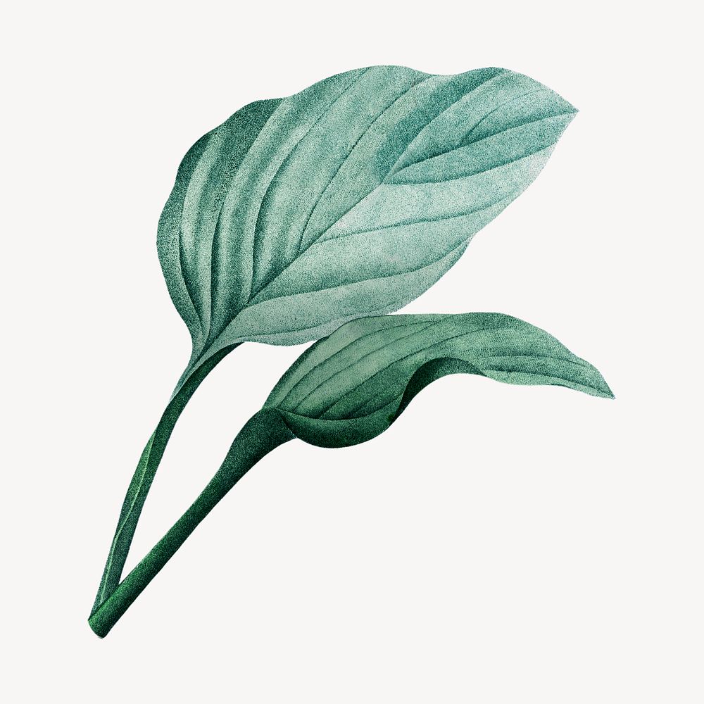 Vintage tropical leaf illustration psd