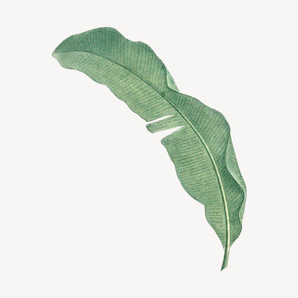 Vintage tropical banana leaf illustration psd