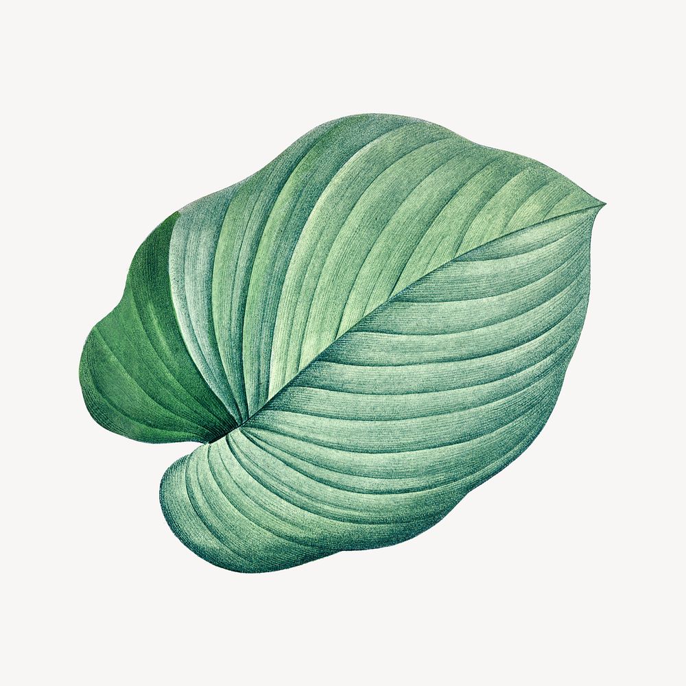 Vintage green leaf illustration psd