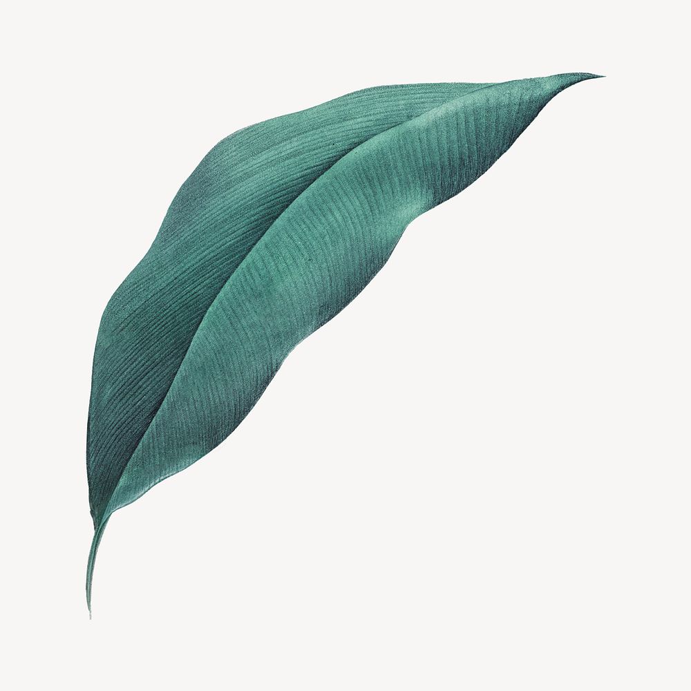 Vintage heliconia leaf illustration psd