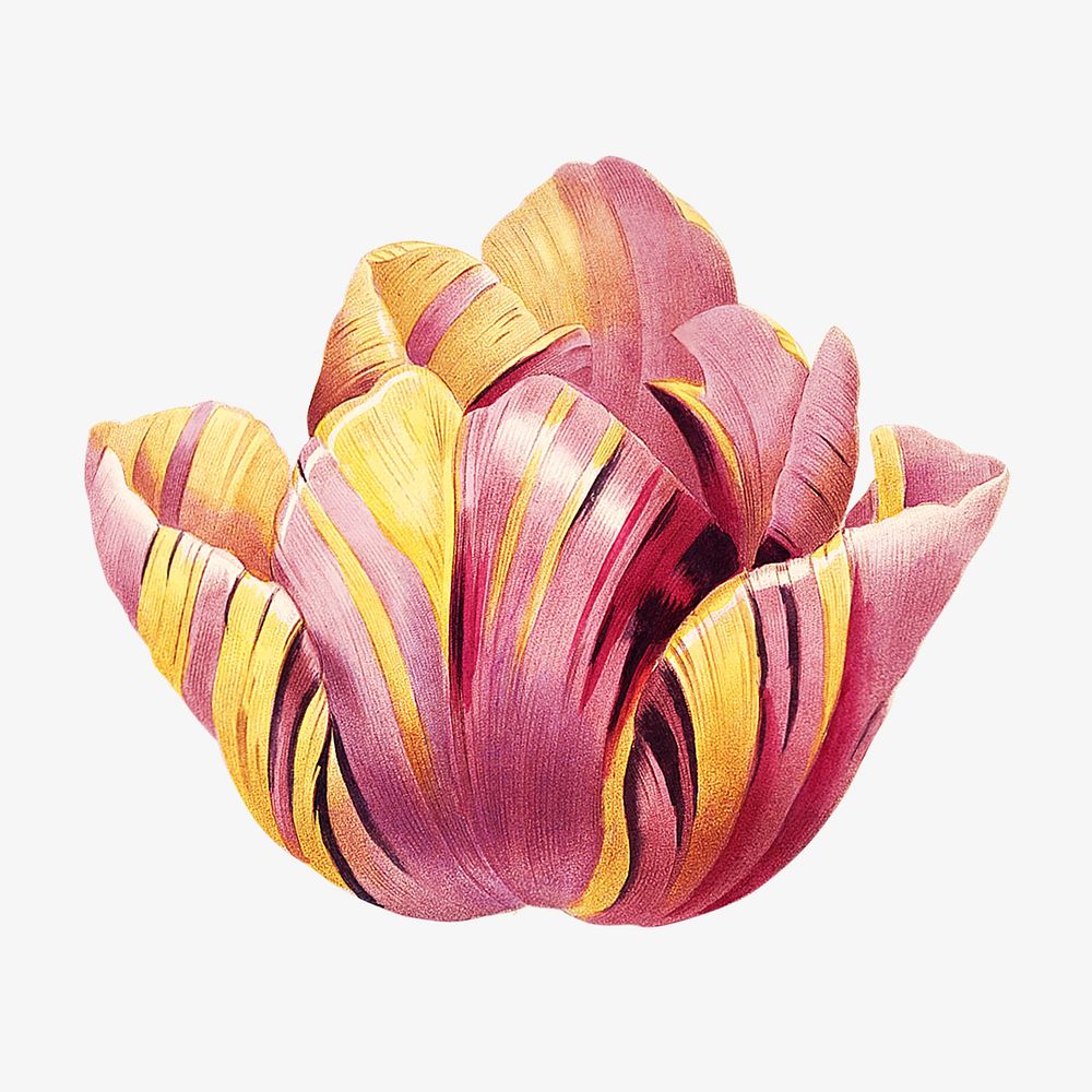 Tulip flower botanical image element