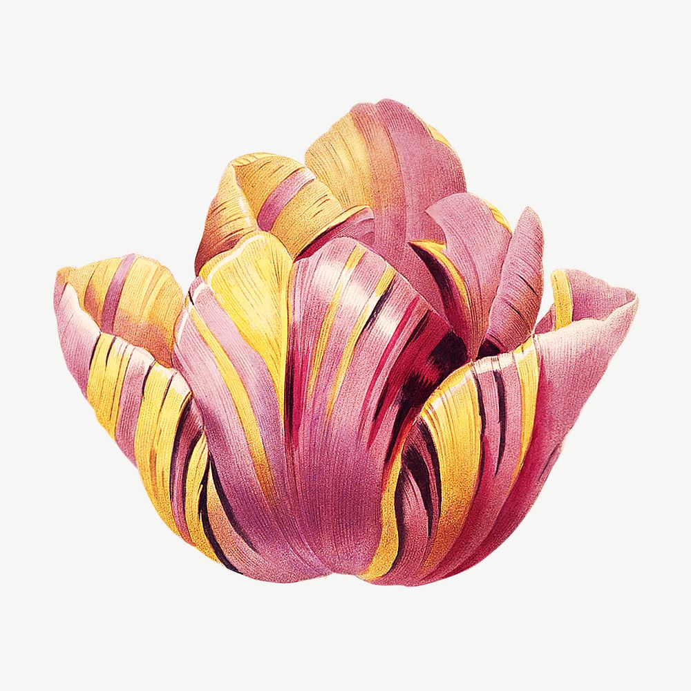 Tulip flower  botanical  collage element psd