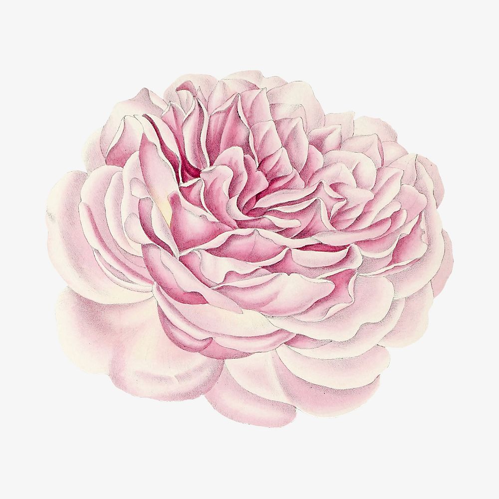 Hand drawn pink Chinese rose flower image element