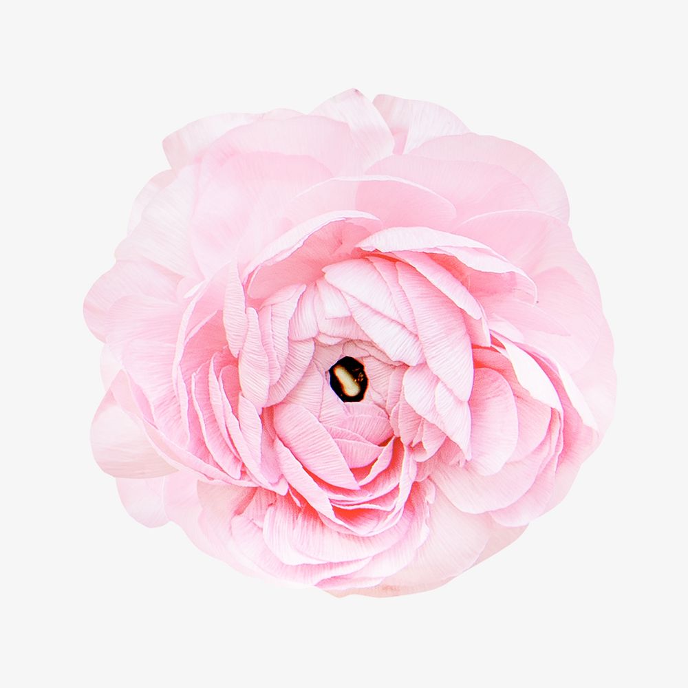 Pink flower image on pastel background