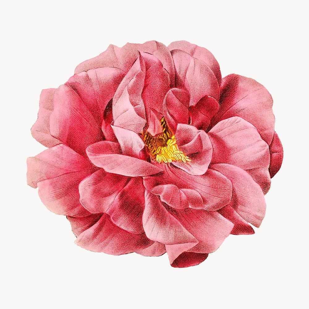 Vintage French rose image element