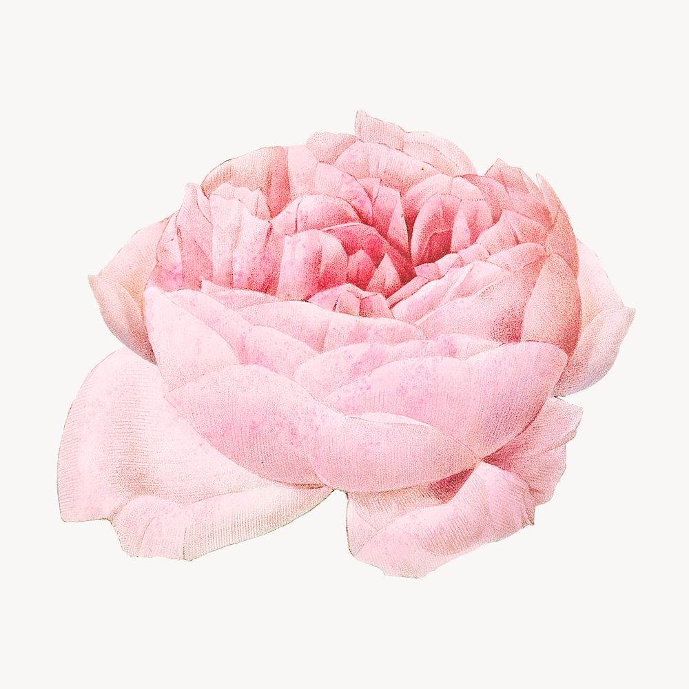 Vintage rose of perfume image element