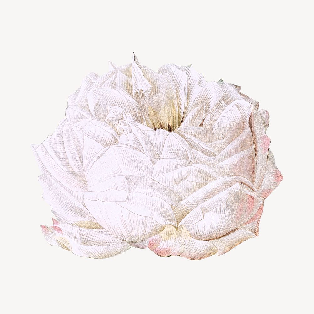 Vintage white cabbage rose  collage element psd