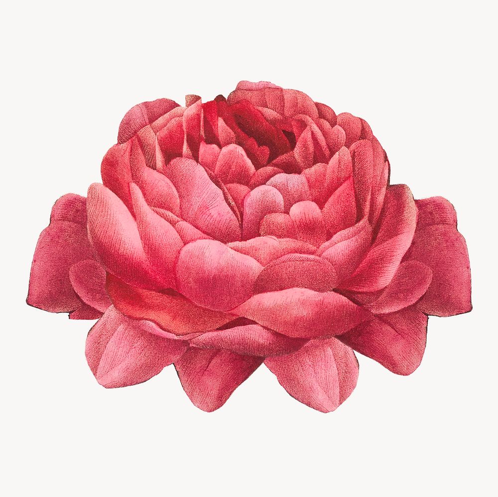 Vintage blooming red rose image element