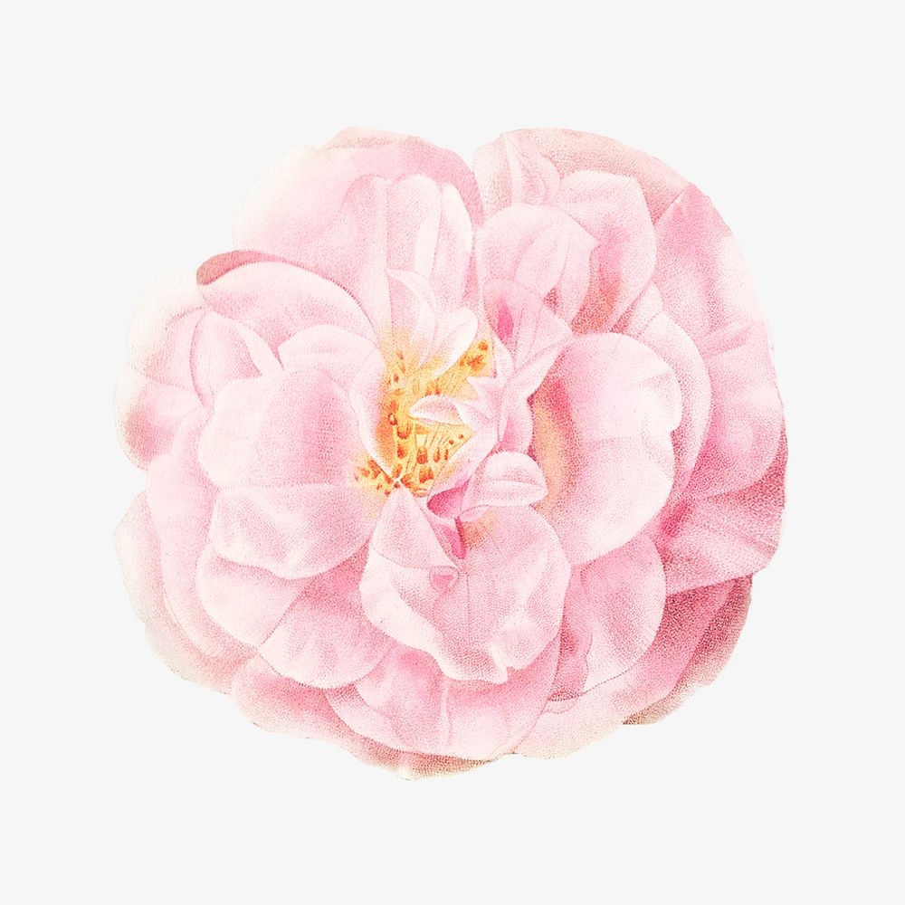 Italian damask rose image element