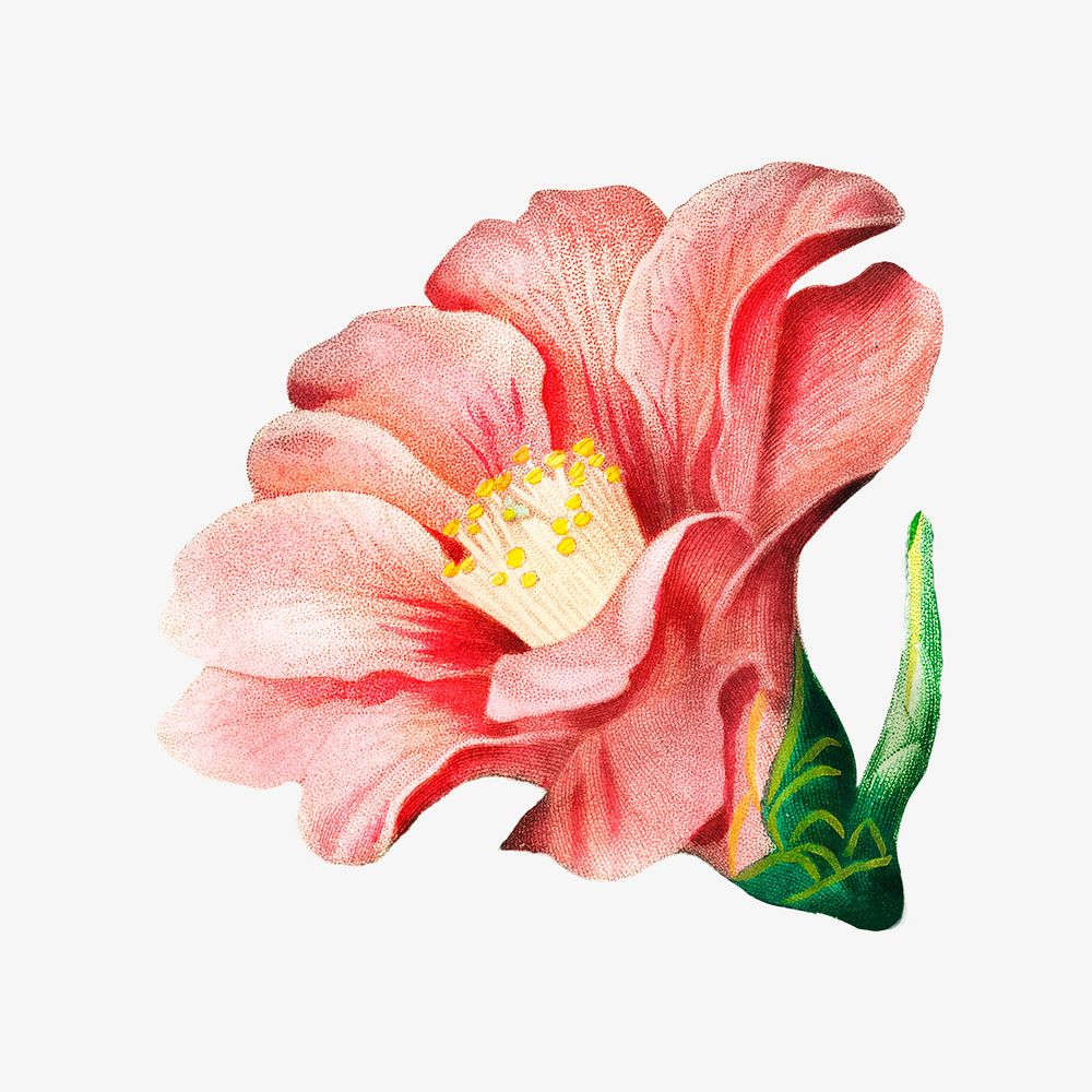 Japanese camellia vintage flower image element