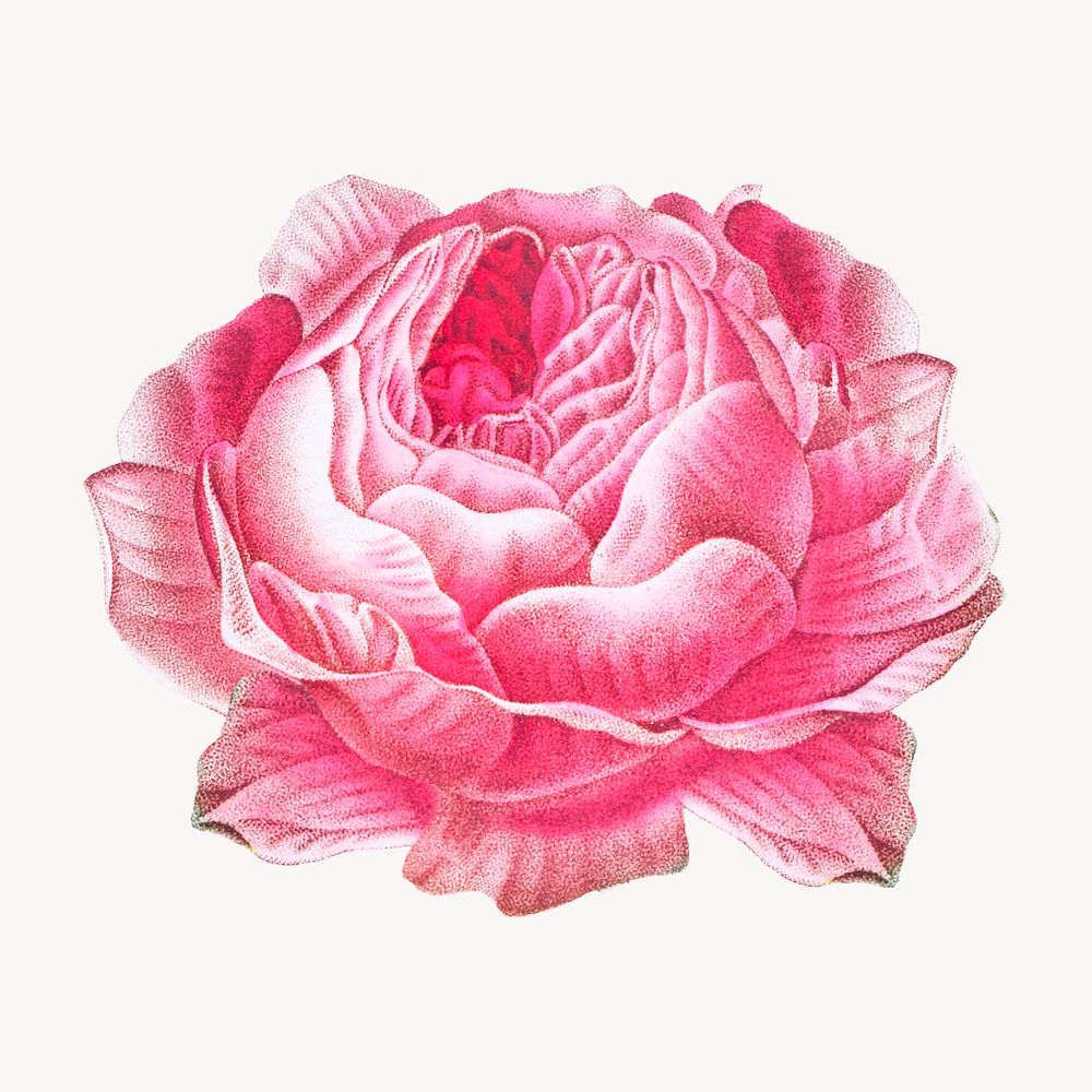 Cabbage rose vintage image element