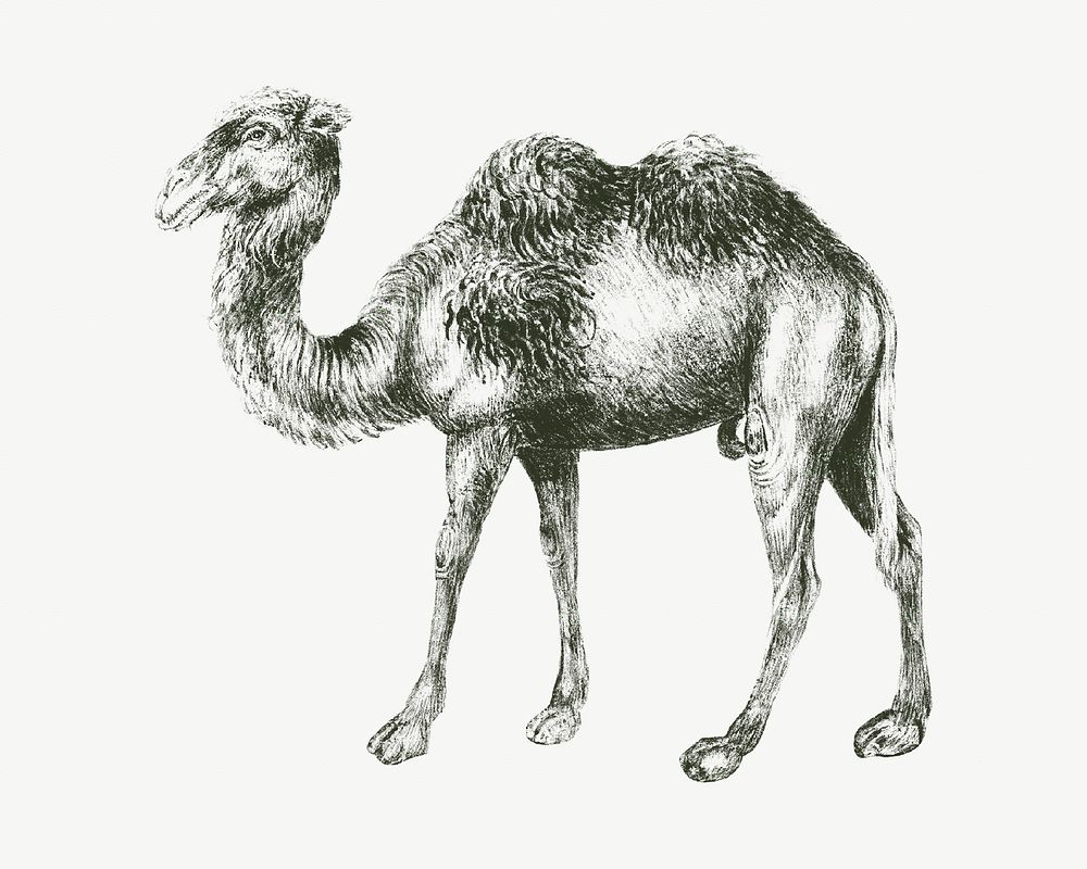 Camel vintage illustration, animal drawing psd