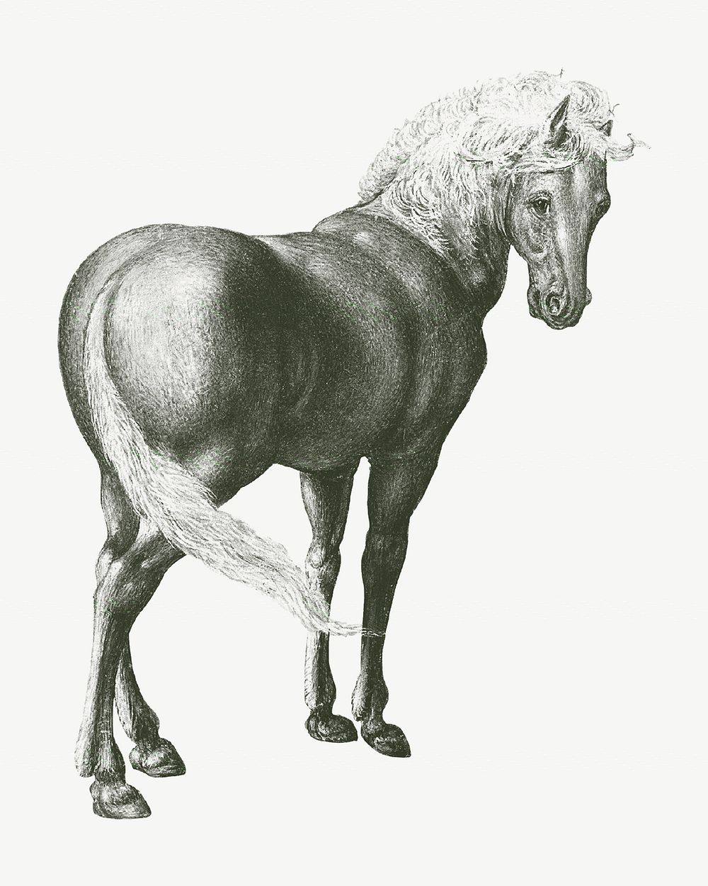 Horse vintage illustration, animal drawing psd