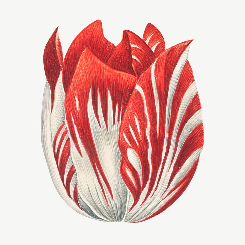 Tulip flower collage element psd