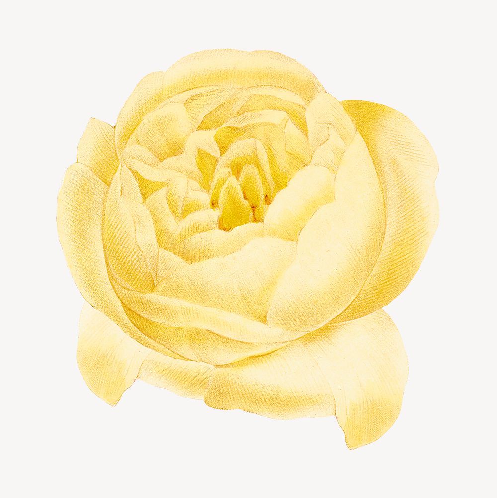 Botanical yellow rose flower collage element psd