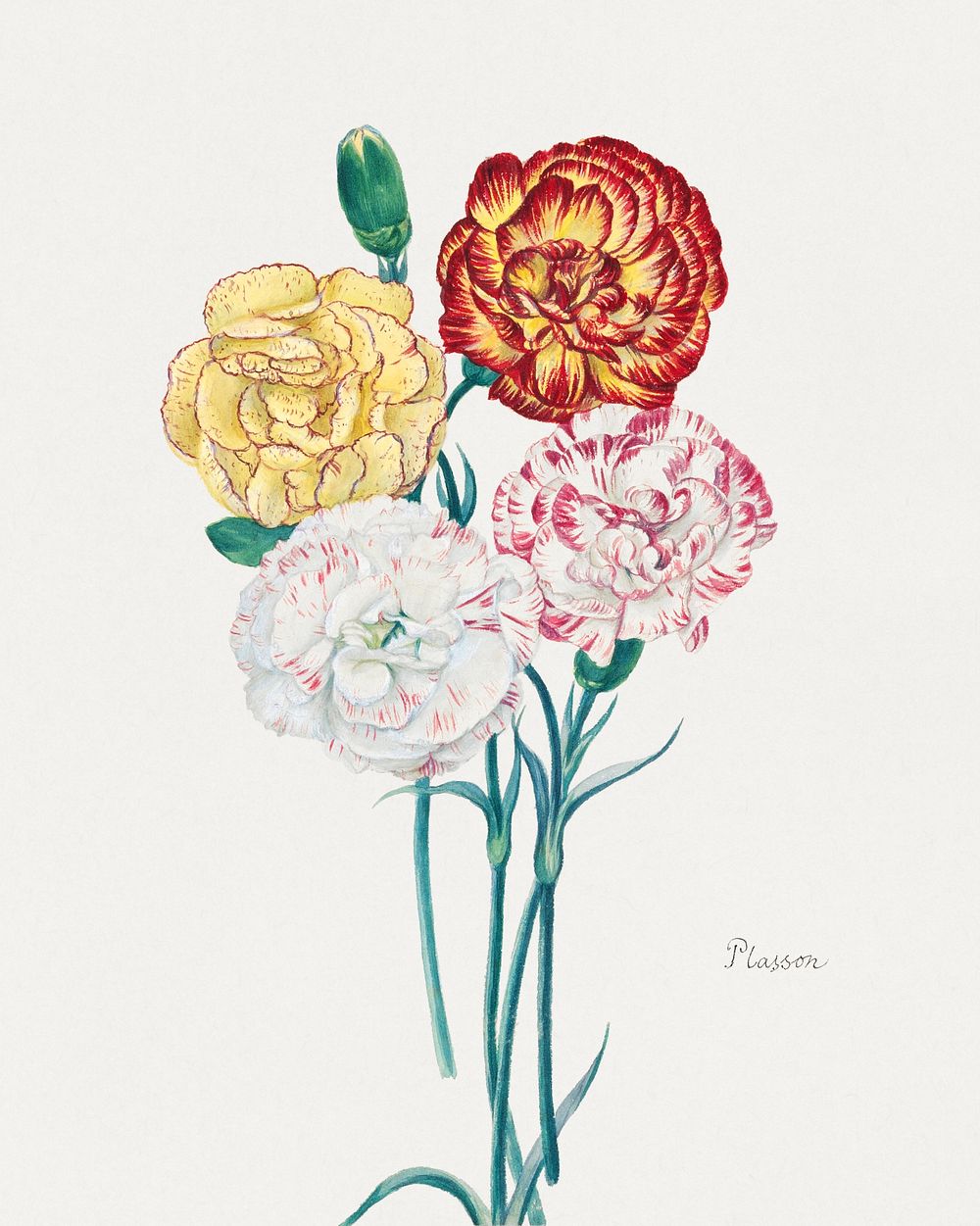 Four carnations (1840), vintage flower illustration. Original public domain image from The Smithsonian Institution.…