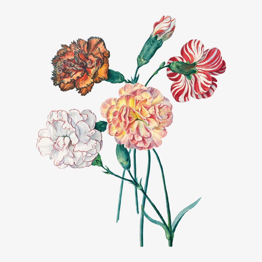 Four carnations illustration. Remixed by rawpixel. 