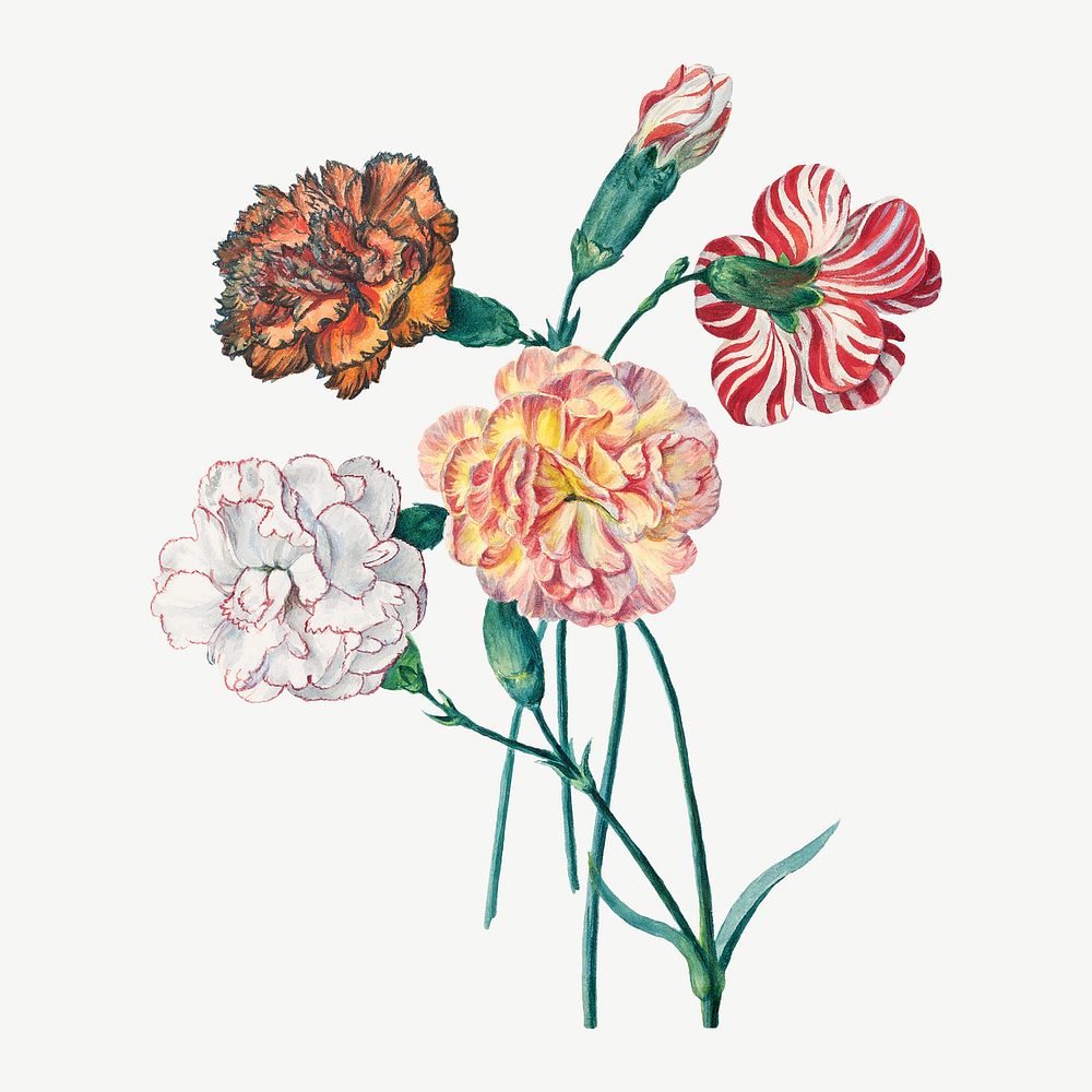 Four carnations psd. Remixed by rawpixel. 