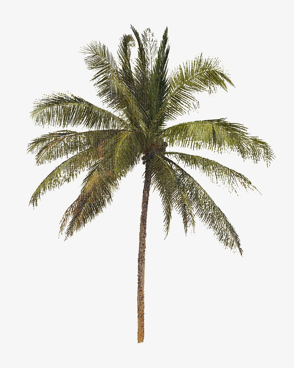 Vintage tropical palm tree illustration. Remixed by rawpixel. 