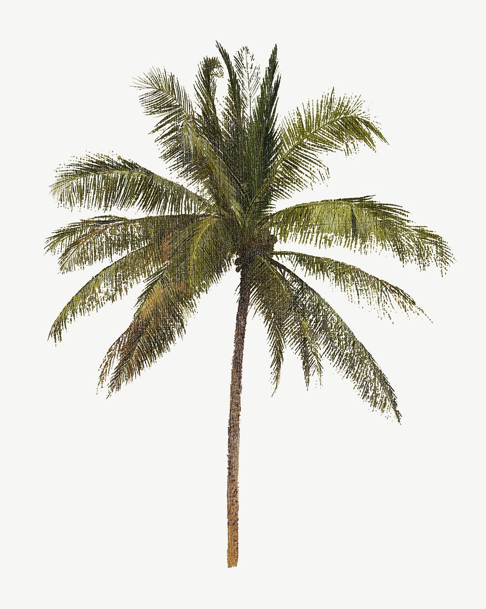 Vintage tropical palm tree illustration psd. Remixed by rawpixel. 