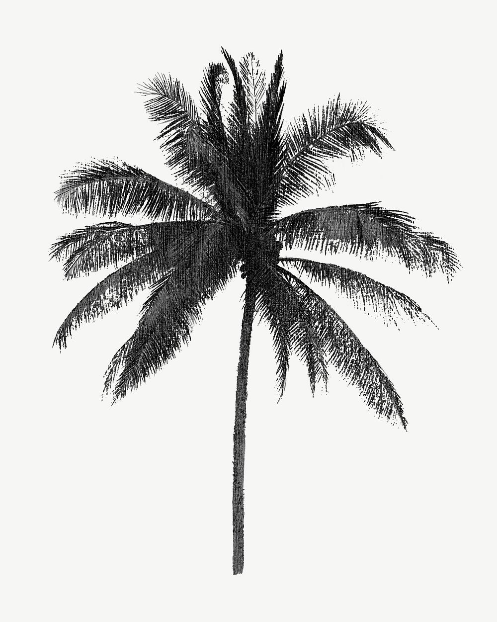 Vintage tropical palm tree illustration psd. Remixed by rawpixel. 