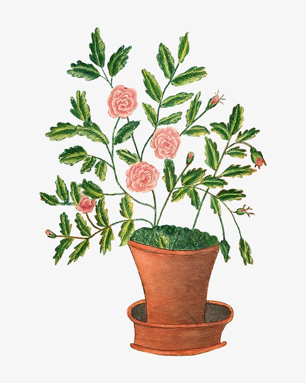 Potted rose flower, vintage botanical illustration by Sarah P. Wells. Remixed by rawpixel.
