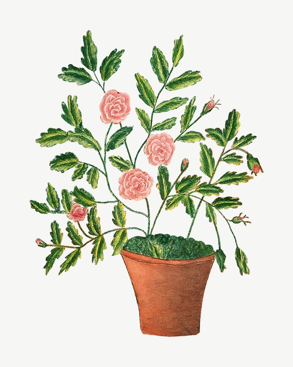 Potted rose flower, vintage botanical illustration psd by Sarah P. Wells. Remixed by rawpixel.