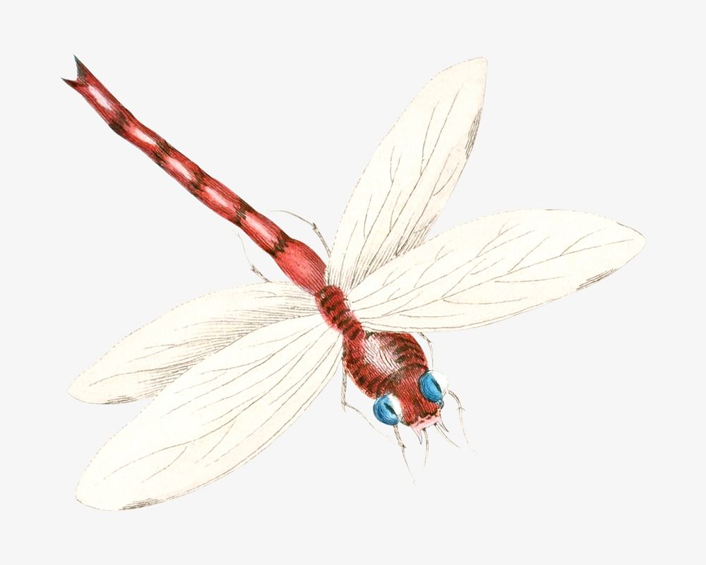 Dragonfly illustration isolated design. Remixed by rawpixel.