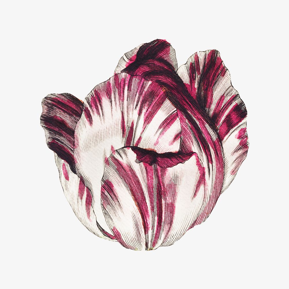 Colorful tulip flower image element