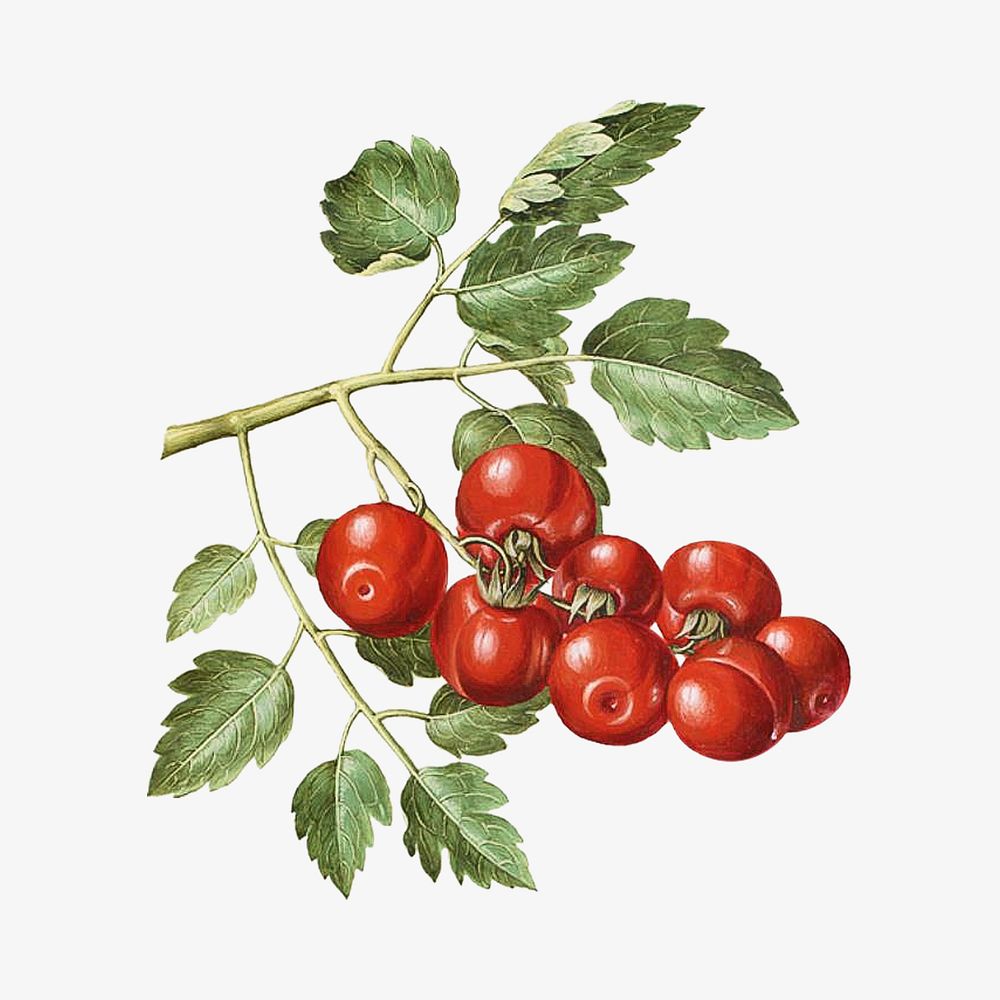 Tomato watercolor illustration element. Remixed from Maria Sibylla Merian artwork, by rawpixel.