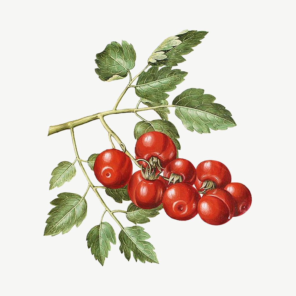 Tomato watercolor illustration element psd. Remixed from Maria Sibylla Merian artwork, by rawpixel.