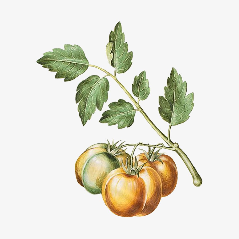 Tomato watercolor illustration element. Remixed from Maria Sibylla Merian artwork, by rawpixel.