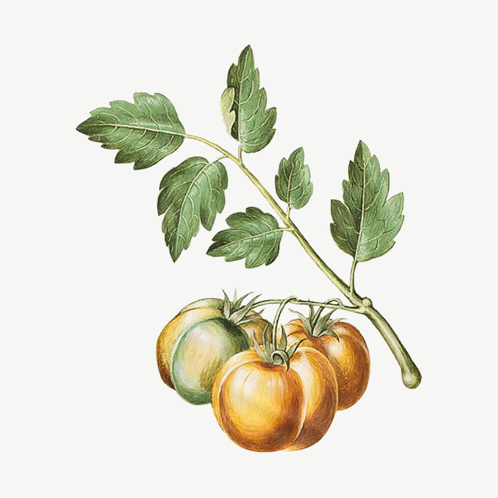 Tomato watercolor illustration element psd. Remixed from Maria Sibylla Merian artwork, by rawpixel.