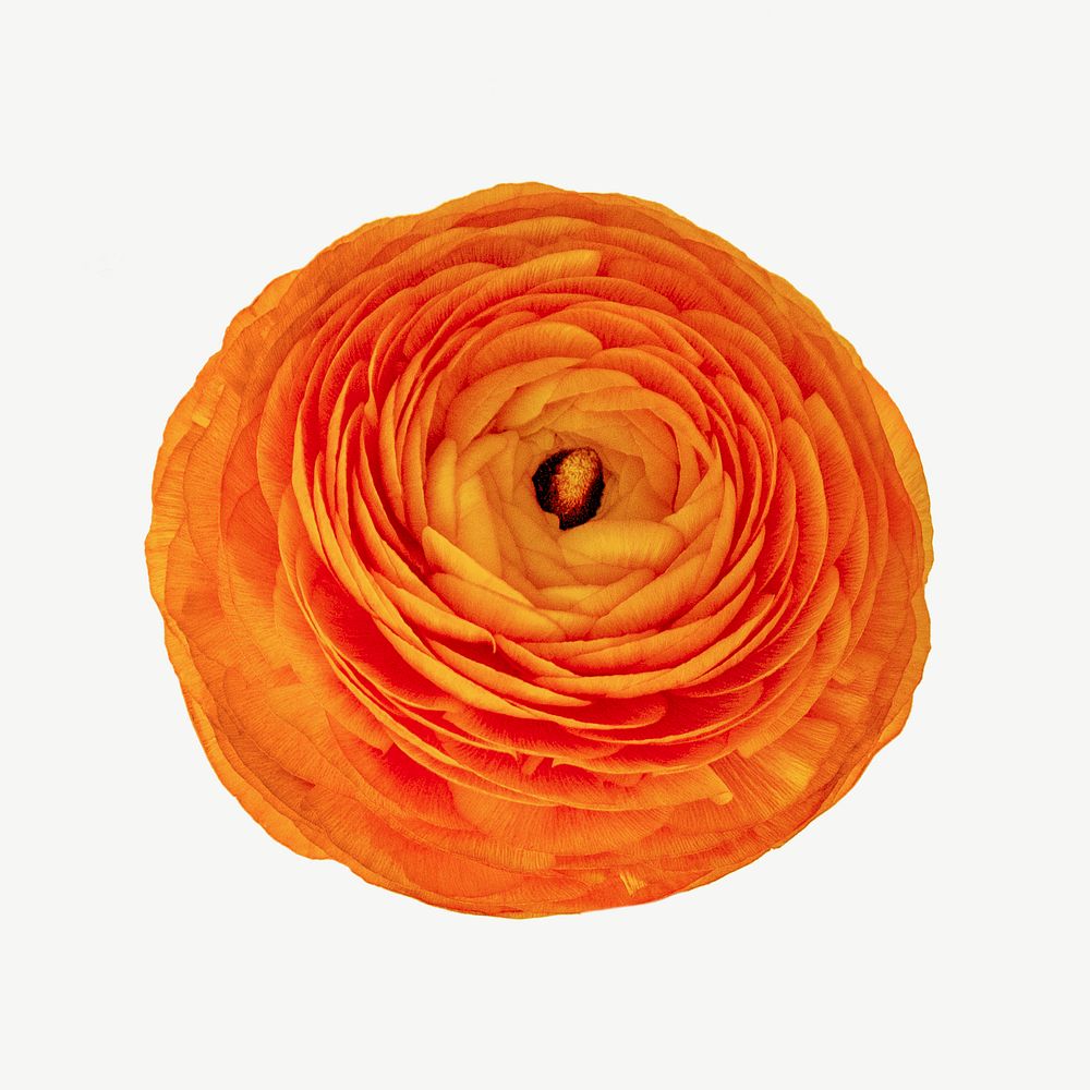 Orange ranunculus flower  collage element