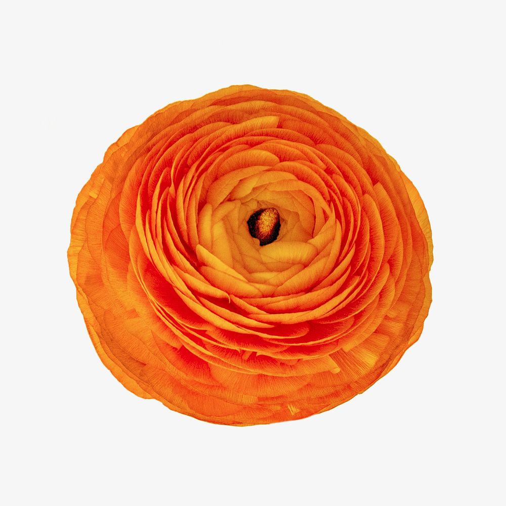 Orange ranunculus flower  isolated image on white