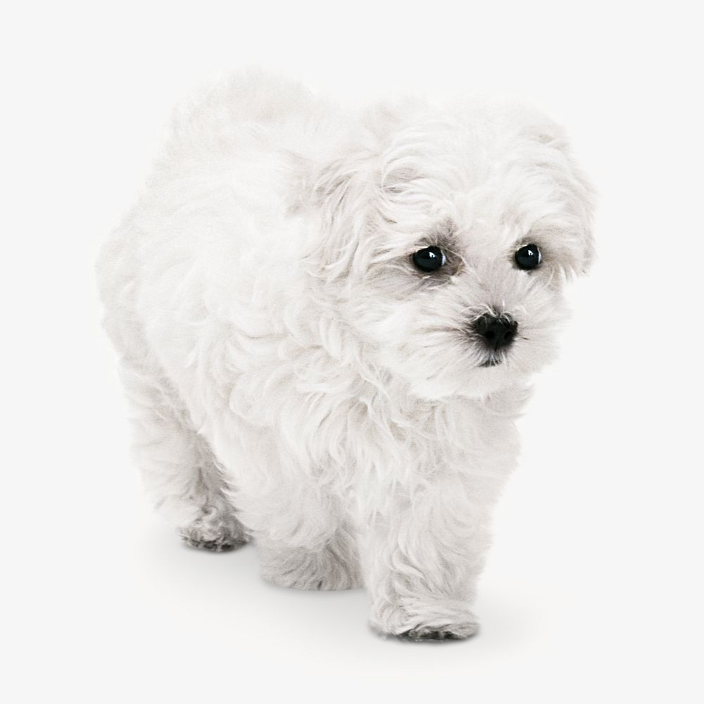 White cute dog image on white