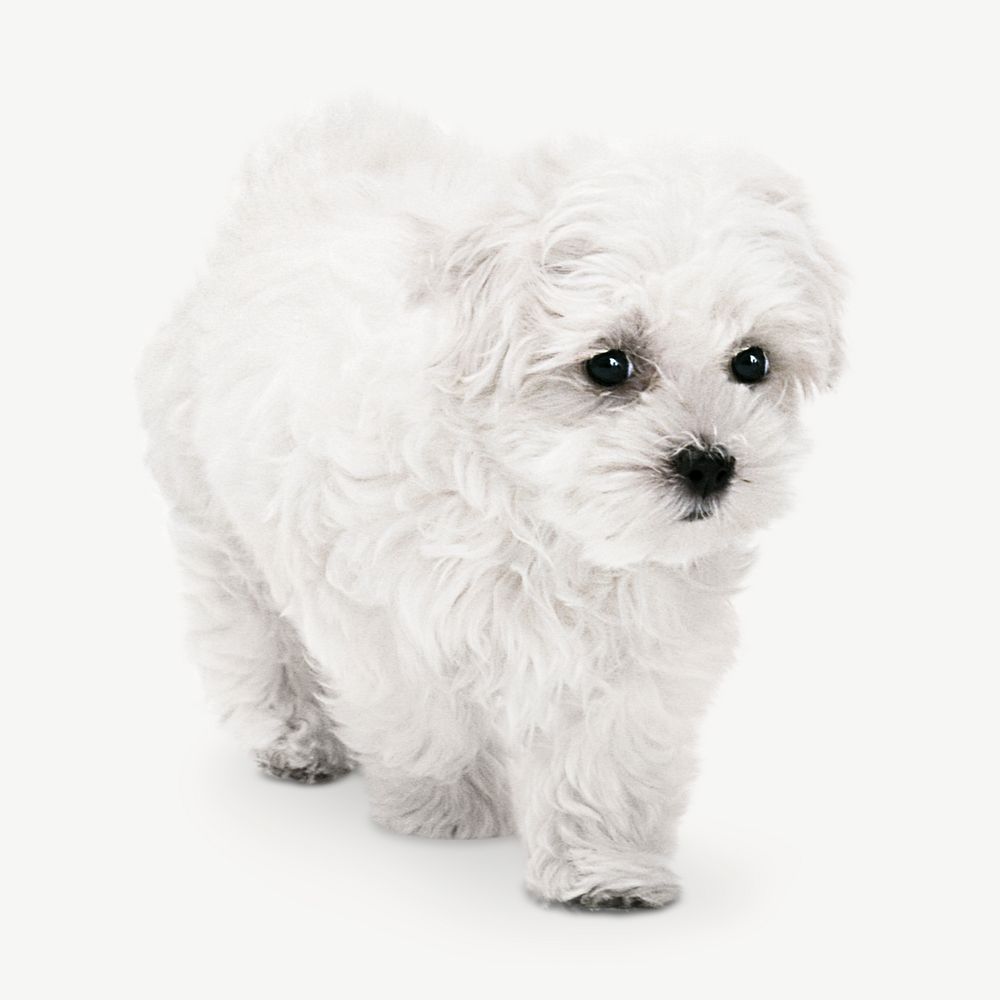 White fluffy dog image