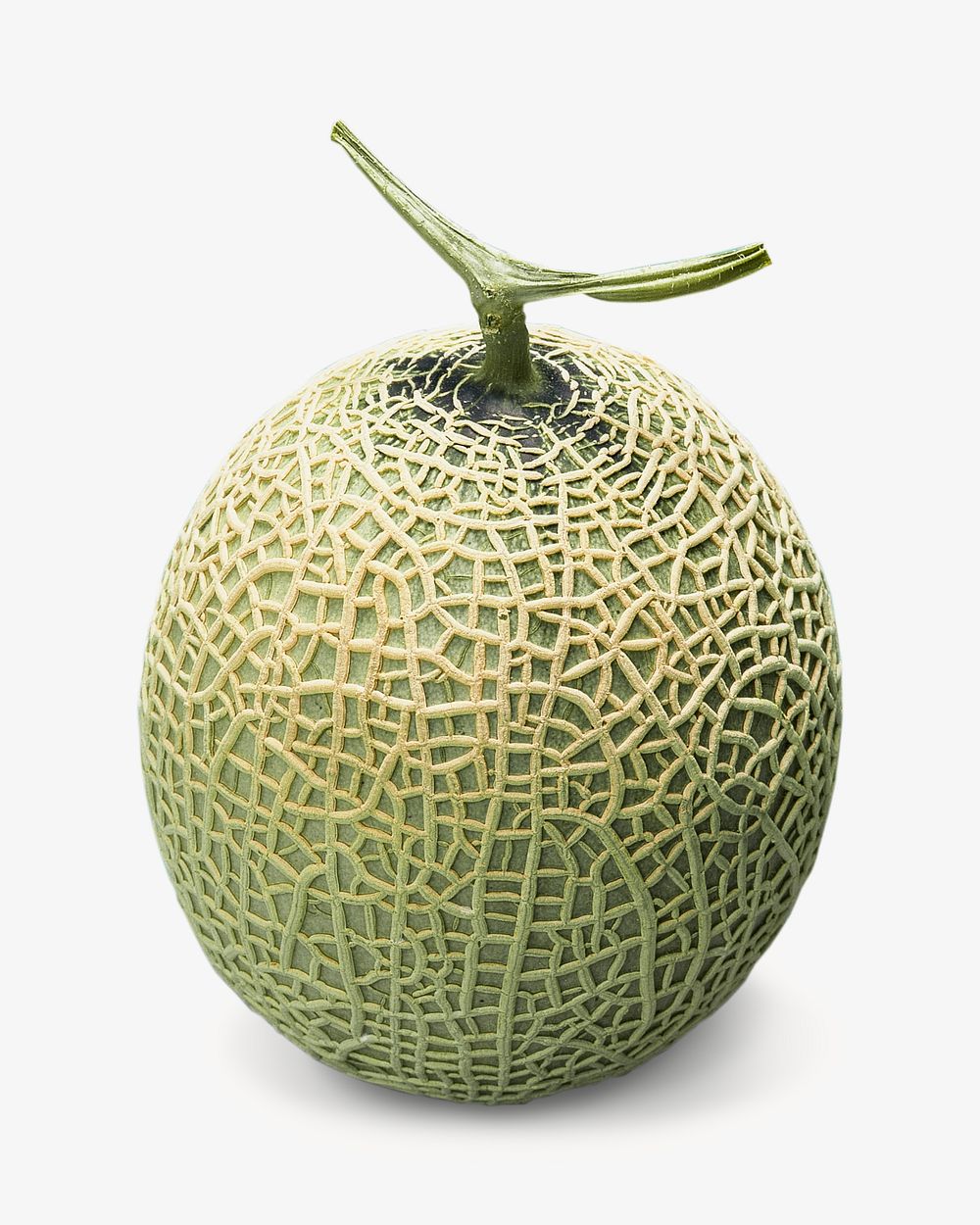 Melon image on white