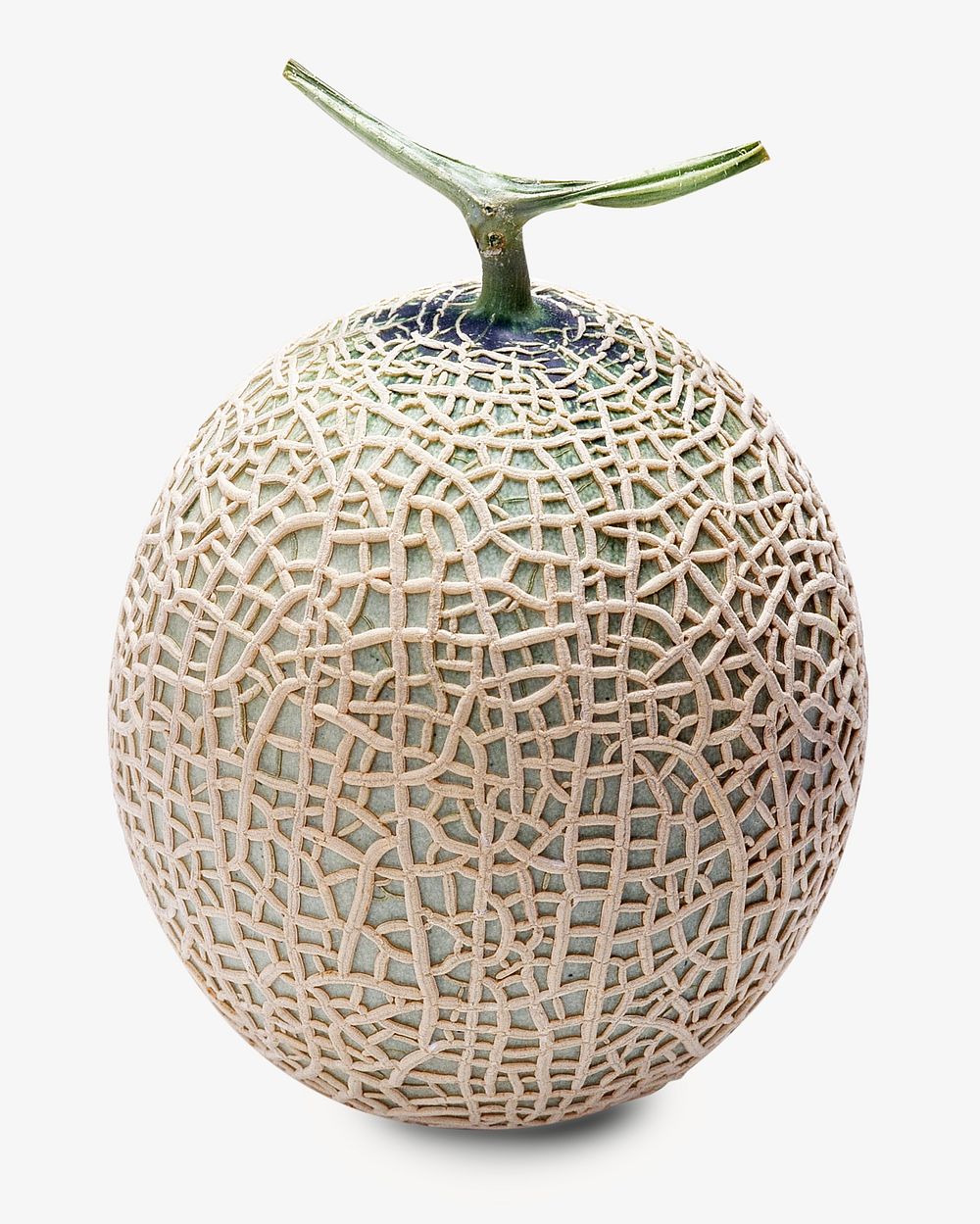 Fresh melon, isolated design