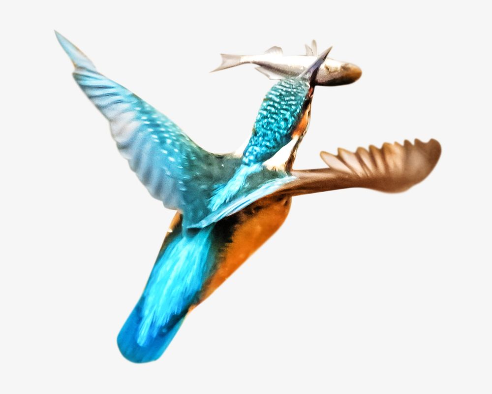 Kingfisher bird, isolated design