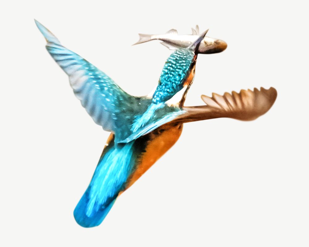 Kingfisher bird design element psd