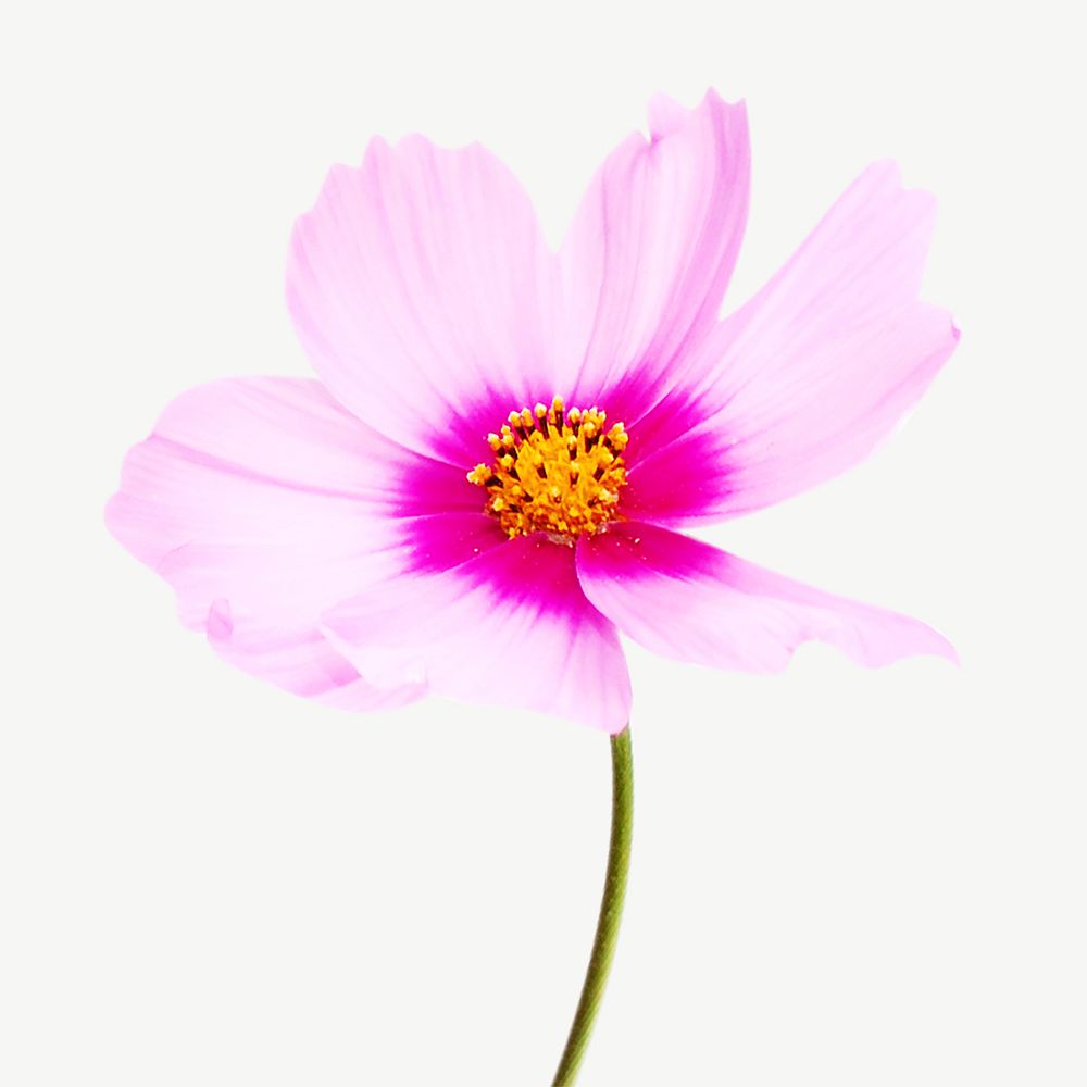 Pink flower image psd