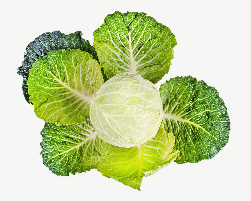 Organic green cabbage veggie psd