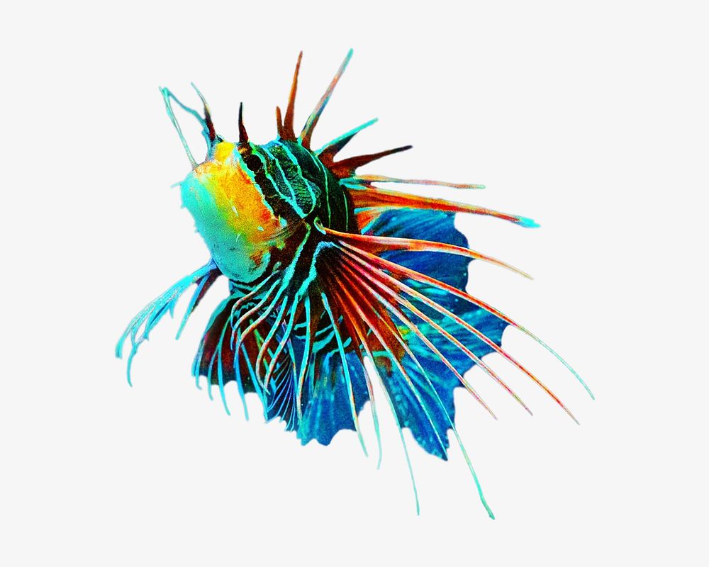 Colorful lionfish, isolated design