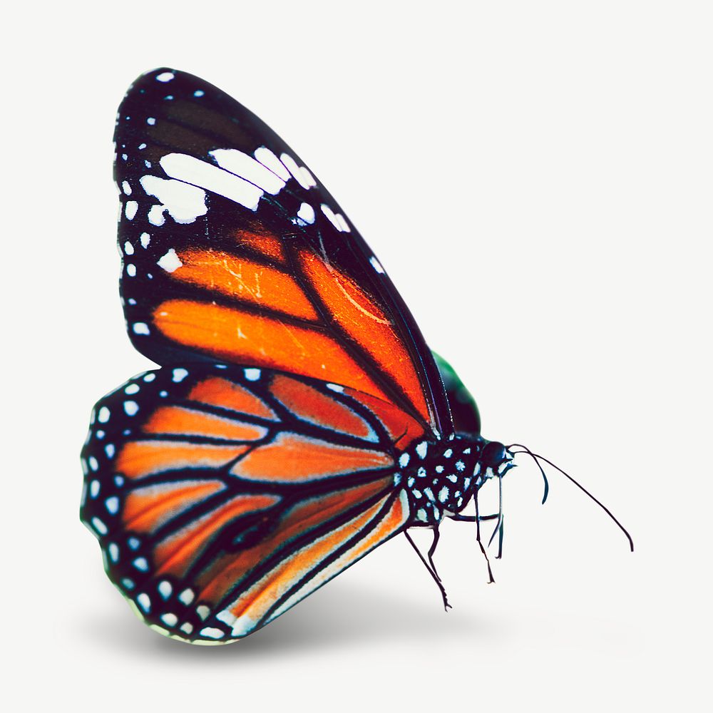 Monarch butterfly image graphic psd