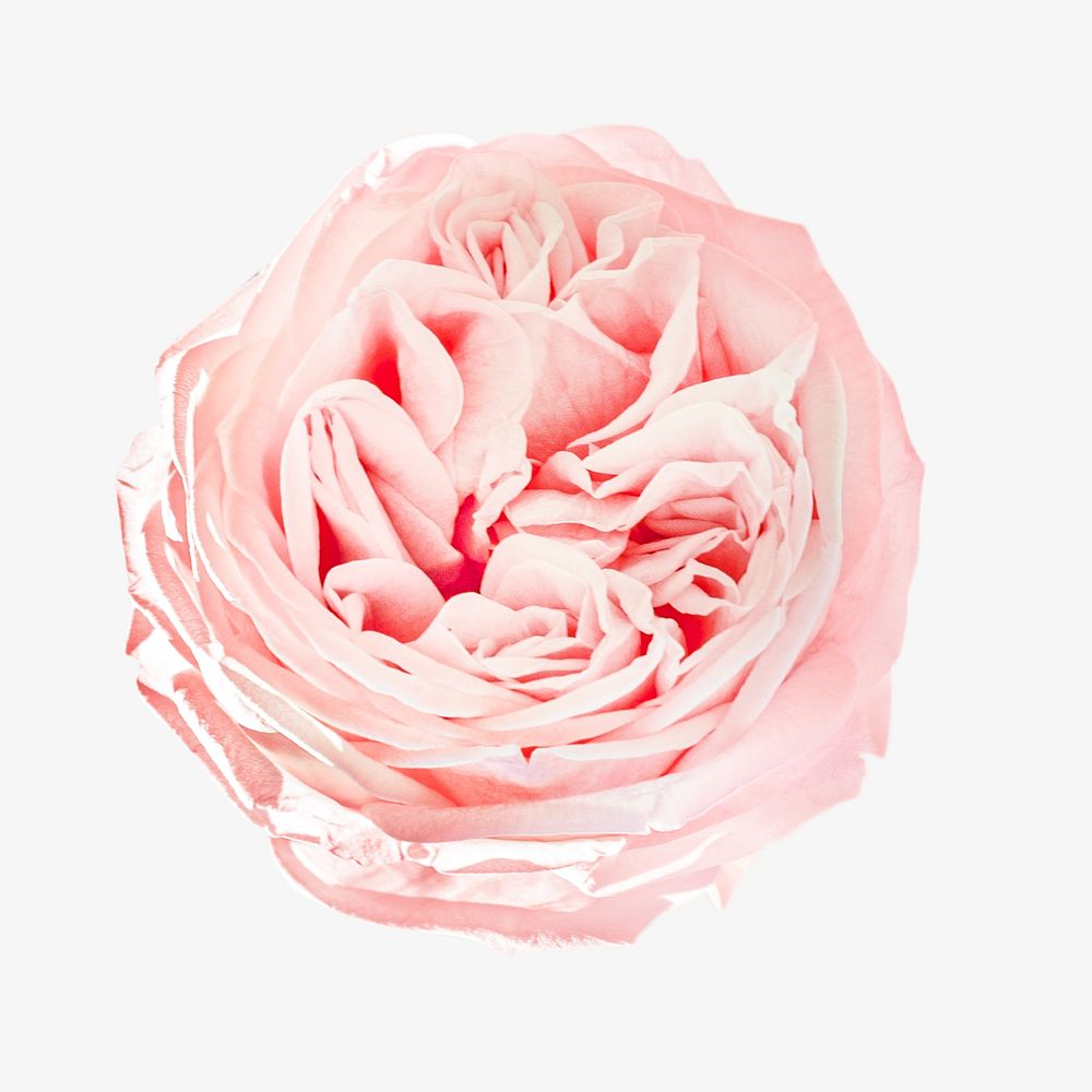 Pastel pink flower  isolated image on white