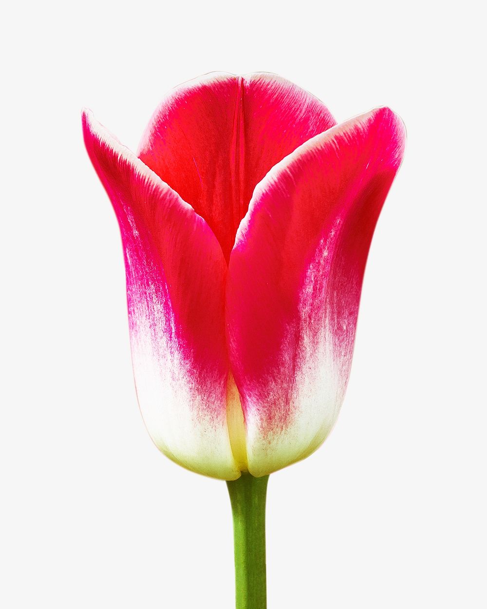 Red spring tulip isolated image on white