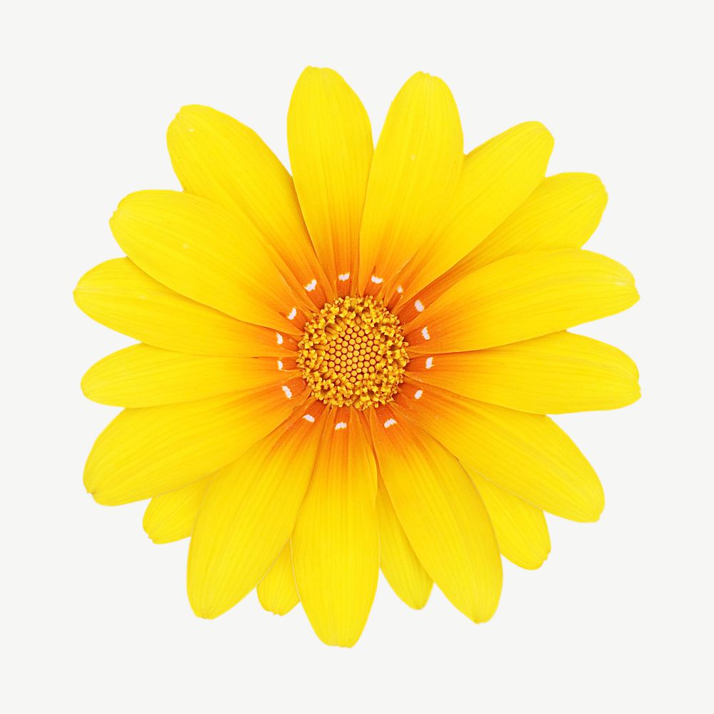 Yellow flower isolated element psd