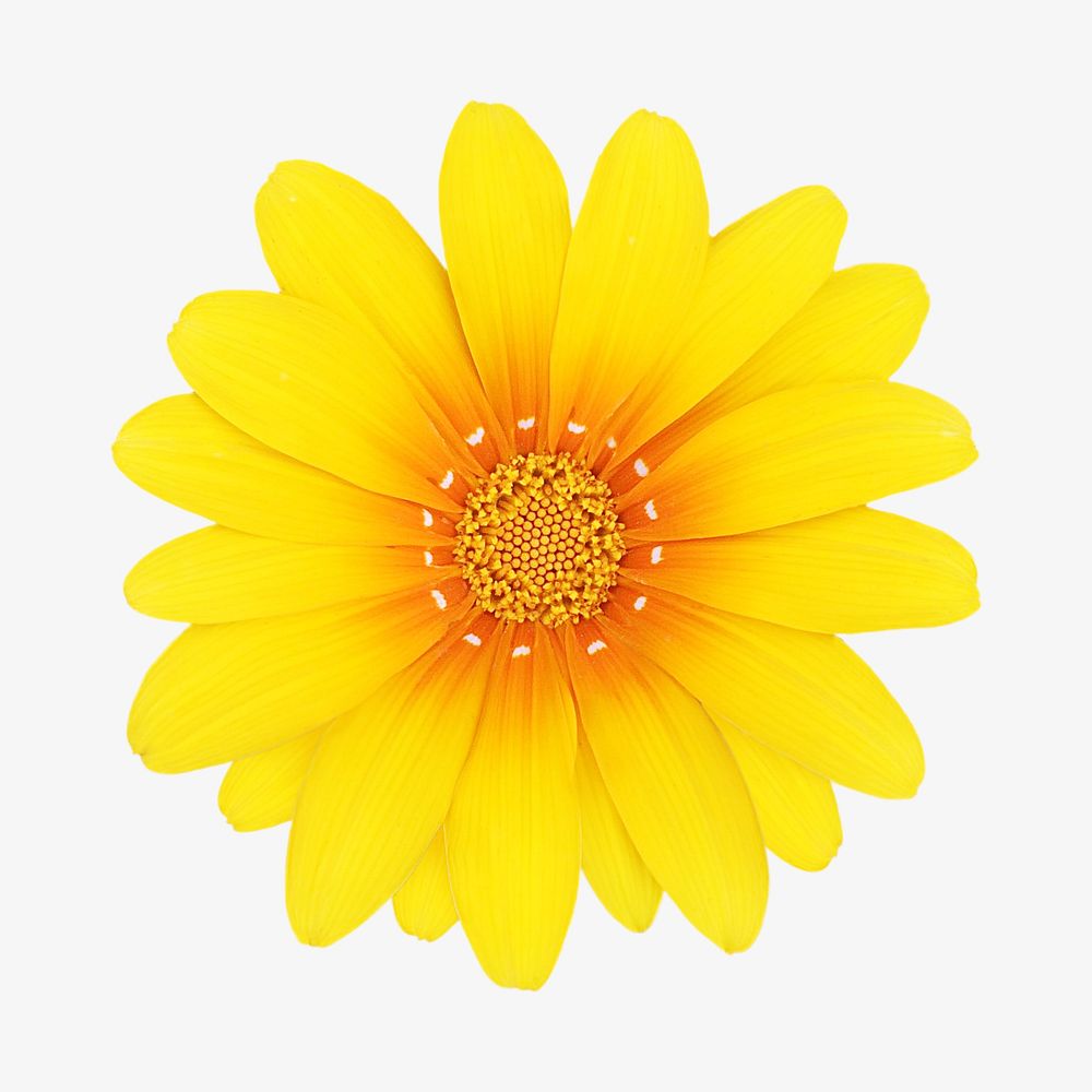 Yellow flower image on white design