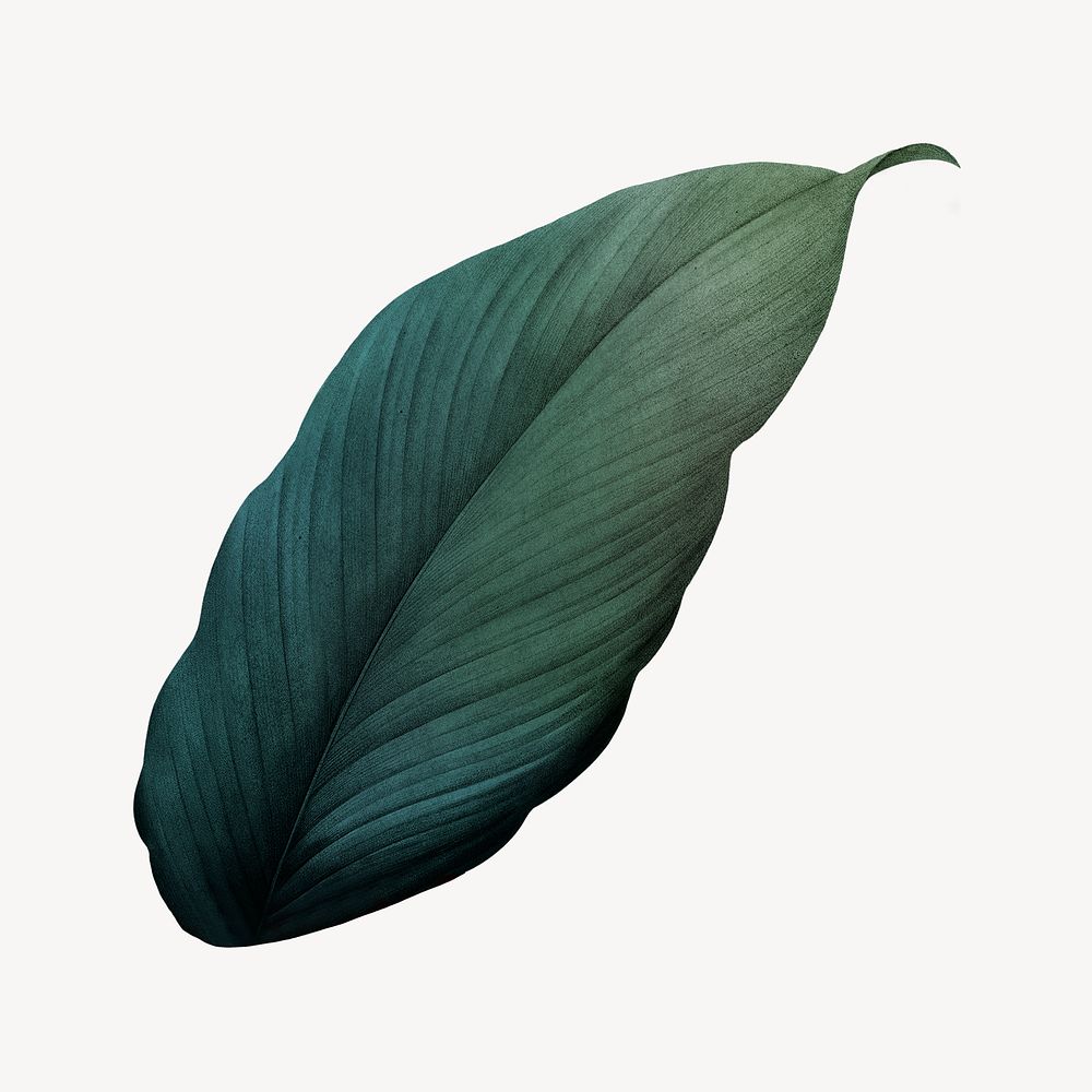 Vintage dark green leaf illustration psd